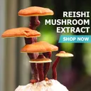 Reishi Mushroom - Bags / 100 grams product thumbnail