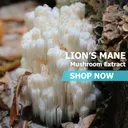 Lion's Mane - Bags / 100 grams product thumbnail