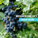 Berberine HCL Powder - Capsules / 120ct 250mg Gel. Caps. product thumbnail
