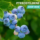 Pterostilbene - Bags / 10 grams product thumbnail