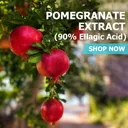 Pomegranate Extract (90% Ellagic Acid) - Capsules / 120ct 500mg Gel. Caps. product thumbnail