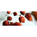 KSM-66® Ashwagandha Powder - 15 Grams product thumbnail